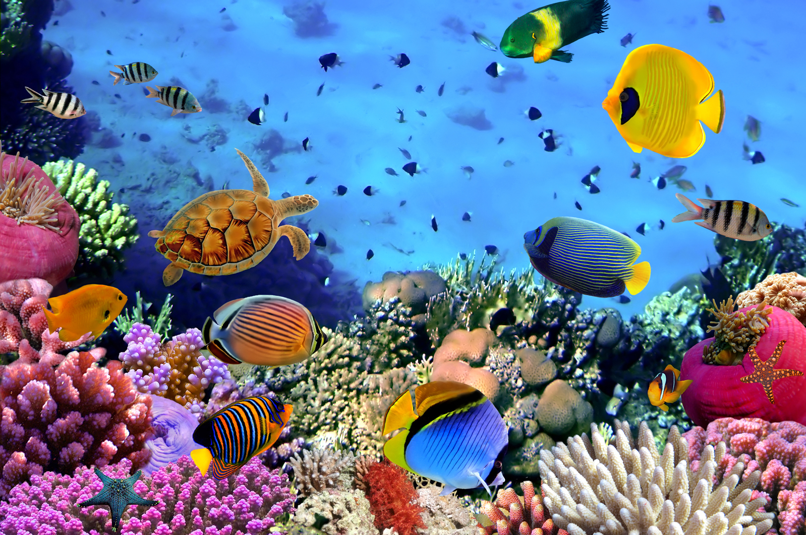 Bahamas Coral Reef